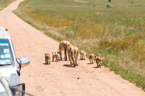 istock Wild African Lioness and cubs at wild 918073646