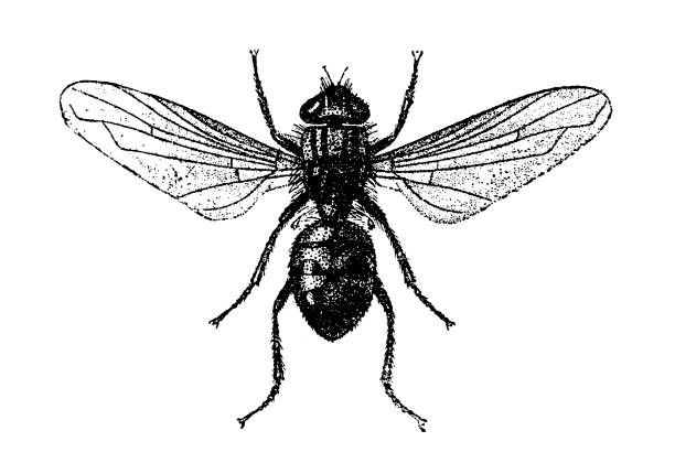 Illustration of a Stomoxys calcitrans is commonly called the stable fly, barn fly, biting house fly, dog fly, or power mower fly