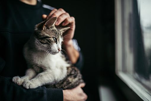 Beautiful cat in arms of her owner standing by the window at home.