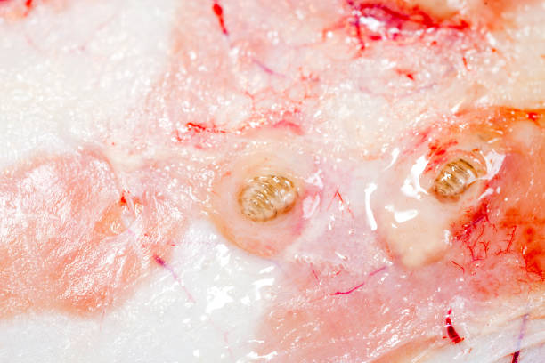 Viewer Whirlpool krabbe Insect Larvae Hypoderma Diana Under The Deers Skin Stock Photo - Download Image Now - iStock Viewer Whirlpool krabbe Insect Larvae Hypoderma Diana Under The Deers Skin Stock Photo - Download Image Now - iStock