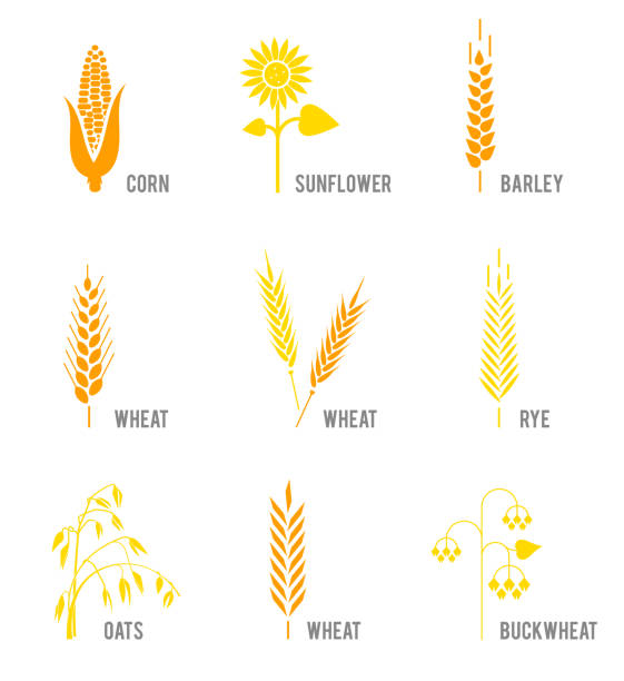 쌀, 밀, 옥수수, 귀리, 호 밀, 보 리, 해바라기, 메 밀 시리얼 아이콘 설정. - barley grass wheat isolated stock illustrations