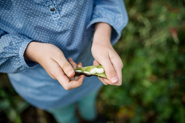 Young girl spilting and opening a runner bean pod to reveal the bean growing inside. Colour, horizontal with some copy space.    She is weraring a pale blue spotty pinafore type top with pale coloured corduroy trousers. A shallow depth of field has been used to emphasise the focus on her hands. Photographed in a smal kitchen garden on theisland of Møn in Denmark.