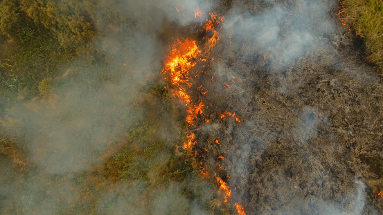 Incendio forestal de vista aérea. Busuanga, Palawan, Filipinas photo