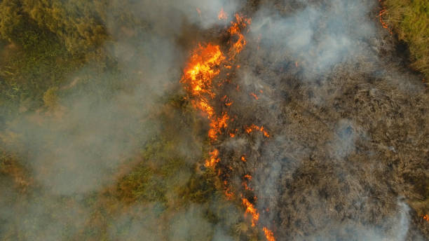 Aerial view Forest fire. Busuanga, Palawan, Philippines stock photo