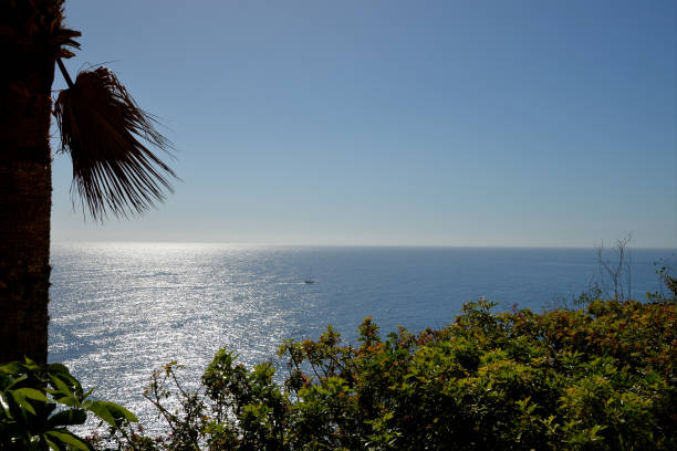 istock Plants of La Gomera 918083450