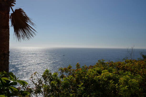 istock Plants of La Gomera 918083482