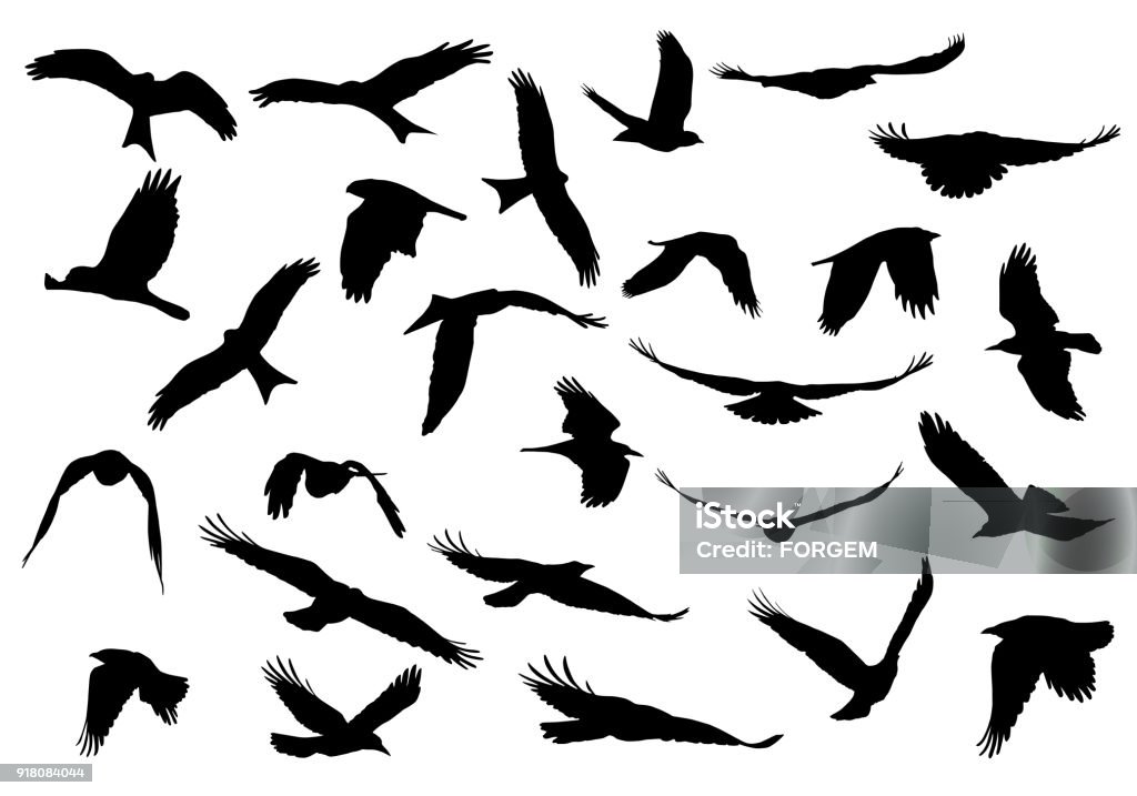 Conjunto de ilustraciones realista vector de siluetas de vuelo de aves rapaces aislados sobre fondo blanco - arte vectorial de Silueta libre de derechos