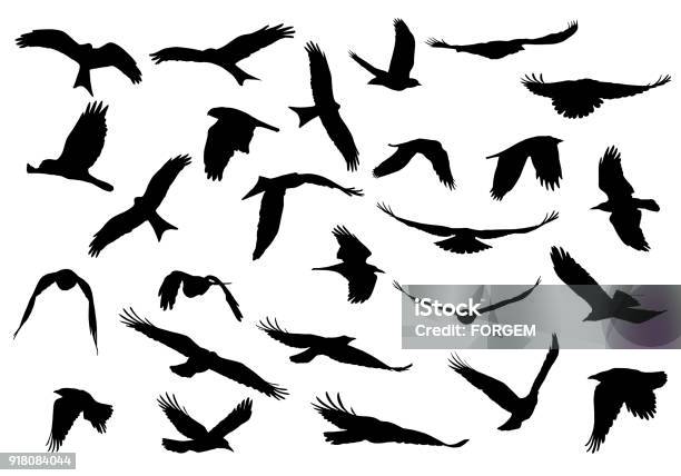 Ilustración de Conjunto De Ilustraciones Realista Vector De Siluetas De Vuelo De Aves Rapaces Aislados Sobre Fondo Blanco y más Vectores Libres de Derechos de Silueta