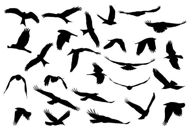 白い背景で隔離の猛禽類の飛行のシルエットのリアルなベクター イラストのセット - birds in flight点のイラスト素材／クリップアート素材／マンガ素材／アイコン素材