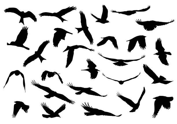 Set of realistic vector illustrations of silhouettes of flying birds of prey isolated on white background Set of realistic vector illustrations of silhouettes of flying birds of prey isolated on white background birds flying in v formation stock illustrations