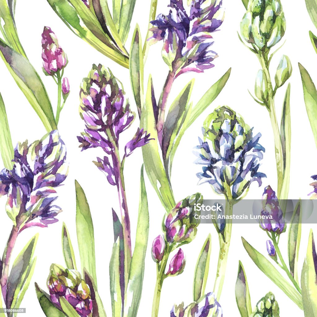 Seamless pattern Hyacinths flowers and leaves. Spring watercolor illustration in violet shades. Botanical texture. Fresh and bright design. Can be used for a poster, printing on fabric Seamless pattern Hyacinths flowers and leaves. Spring watercolor illustration in violet shades. Botanical texture. Fresh and bright design. Can be used for a poster, printing on fabric. Nature. 2018 stock illustration