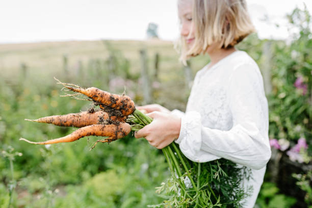 carota appena raccolta dal giardino- - gardening child vegetable garden vegetable foto e immagini stock