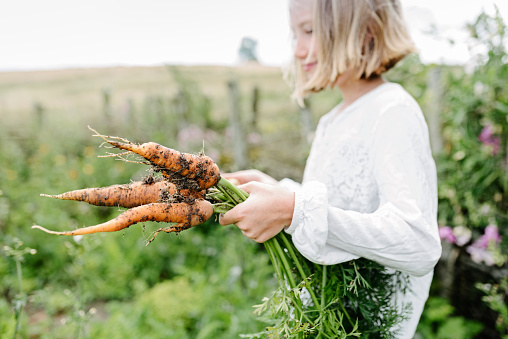 Young girl picking fresh carrots from the garden. Colour, close up horizontal format with a nice out of focus background for some copy space. Photographed on a small organic farm on the island of Møn in Denmark.