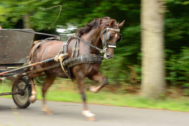 istock Horse driving in trot speed. 918090416