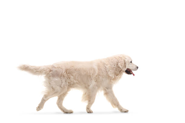 Labrador retriever dog walking isolated on white background