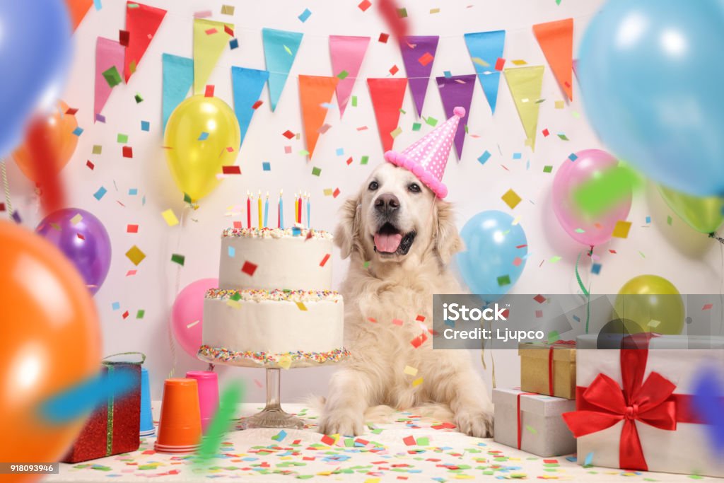 Labrador retriever dog with a birthday cake Labrador retriever dog with a birthday cake and a party hat Dog Stock Photo