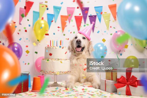 Labrador Retriever Dog With A Birthday Cake Stock Photo - Download Image Now - Dog, Birthday, Party - Social Event