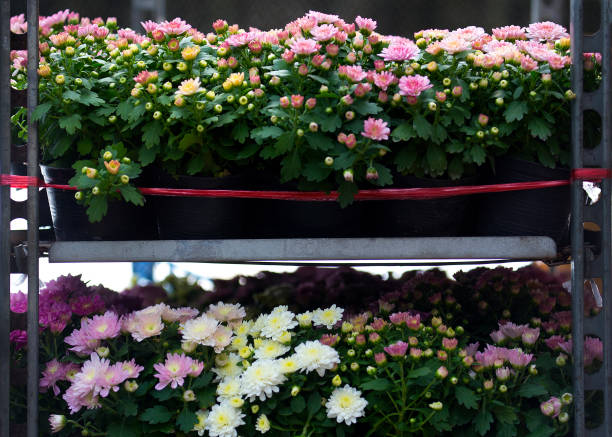 istock Flower Shop , Chrysanthemum 918094902