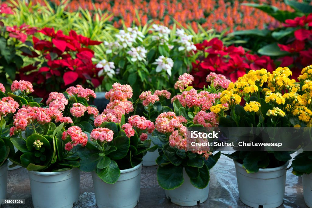 Llameante Katy flores en ollas y Artificial coloridas flores ollas, flores tienda, - Foto de stock de Flor libre de derechos
