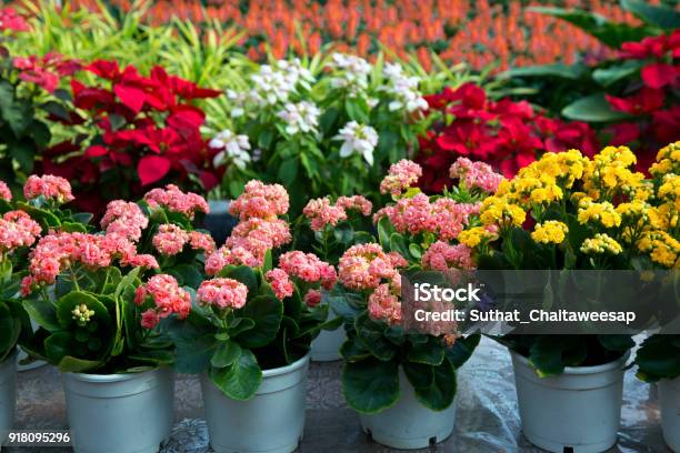 Llameante Katy Flores En Ollas Y Artificial Coloridas Flores Ollas Flores Tienda Foto de stock y más banco de imágenes de Flor