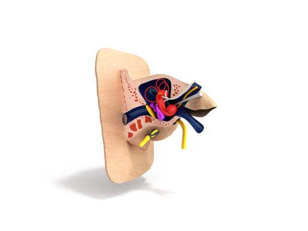 istock Human ear structure medical educational science 3d rendrer illustration Ear anatomy 918095592