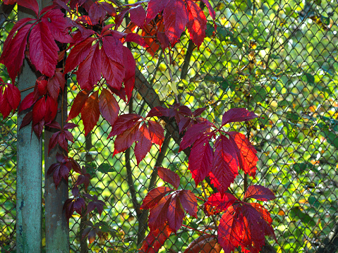 Red wild grape leaves growing on the fence, outdoor  cropped shot