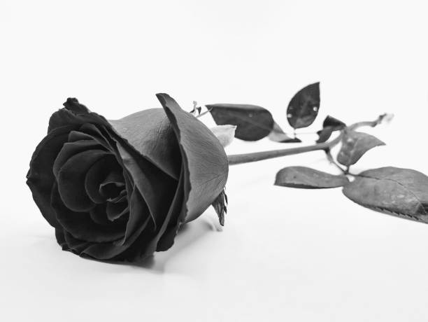 istock A black and white rose on place alone on the ground on a white background. 918098714