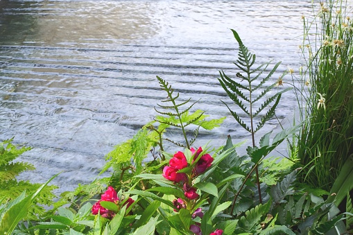 Red flowers and green plants beside the pond