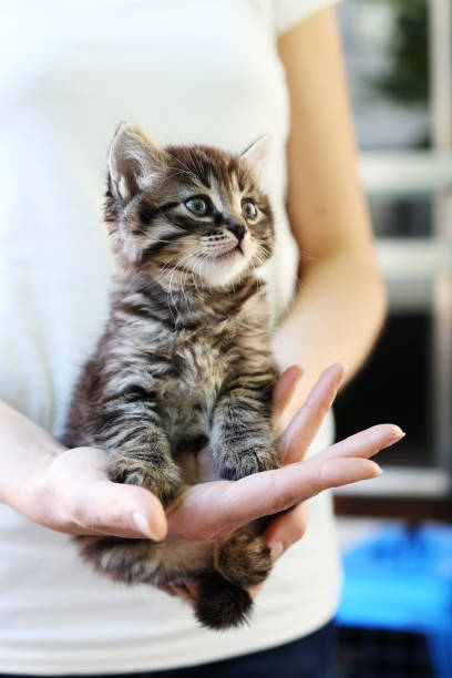 istock Woman Holding Cute Kitten 918102626
