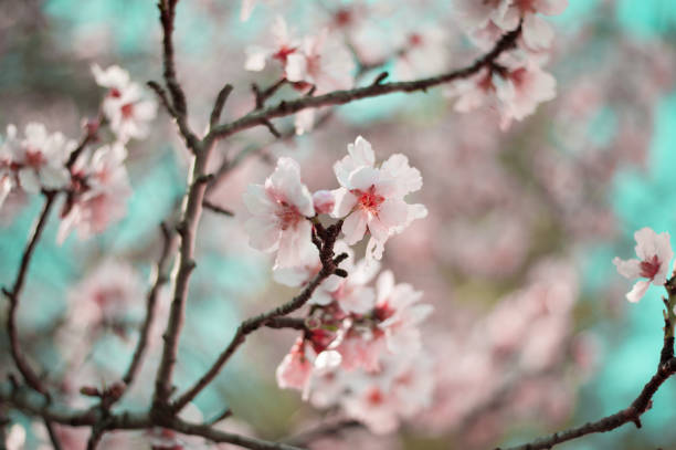 istock Almond tree blossom pink flower 918103362