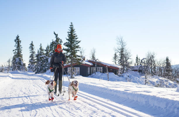 ski de fond avec des chiens dans les montagnes, synnfjell oppland county norvège - ski track powder snow track snow photos et images de collection