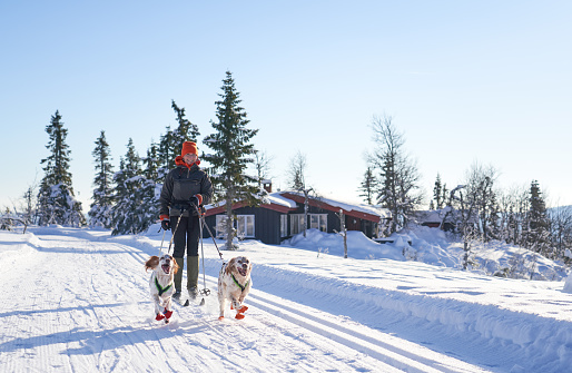 Woman skiing with her two English Setters , mountain cabin in the background.