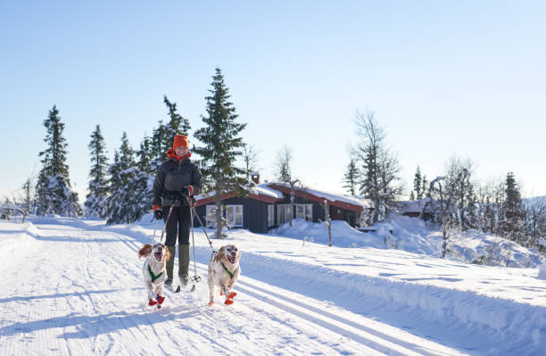 cross-country skiing with dogs in the mountains, synnfjell oppland county norway - snow gear imagens e fotografias de stock