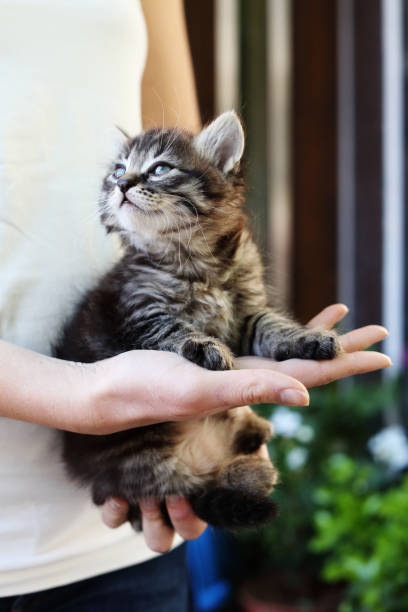istock Woman Holding Cute Kitten 918103504