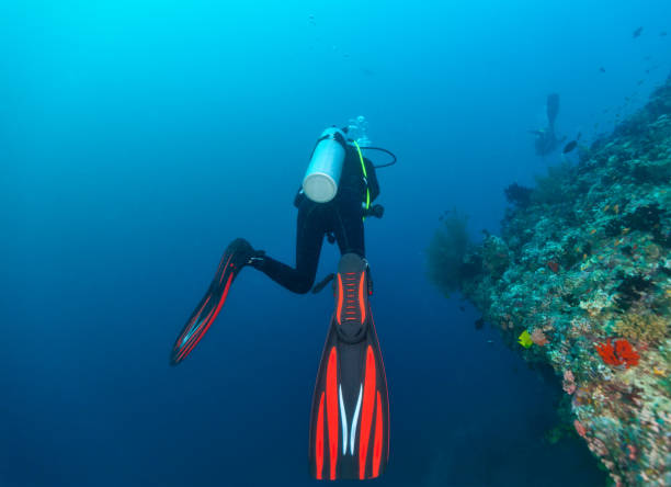 istock Back view of scuba diver exploring coral reef 918103556