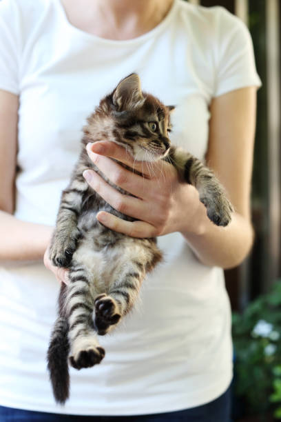 istock Woman Holding Cute Kitten 918105972