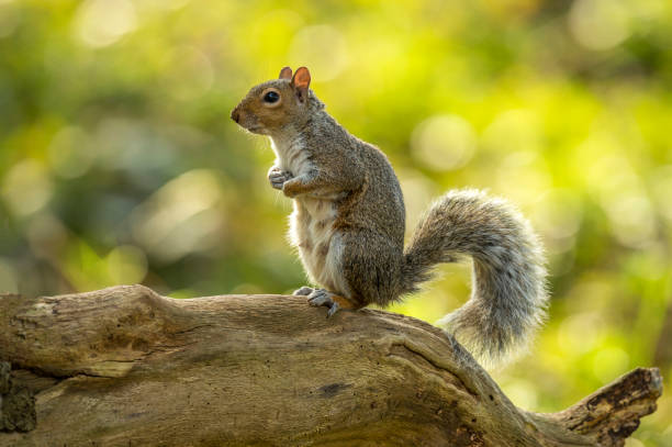 Grey Squirrel (Sciurus carolinensis) Portrait Single Grey Squirrel (Sciurus carolinensis) foraging in a natural woodland countryside setting. Depicted posturing on an old dilapidated wooden tree stump.
 essex england photos stock pictures, royalty-free photos & images