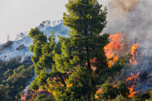 istock fire in a pine forest in Kassandra, Chalkidiki, Greece 918107164