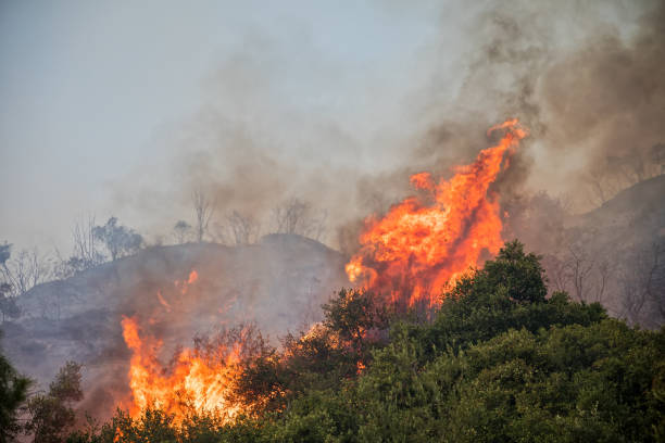 istock fire in a pine forest in Kassandra, Chalkidiki, Greece 918107166