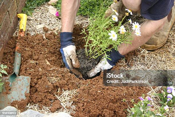 Closeup Of Gardener Planting Daisy Bush Stock Photo - Download Image Now - Adult, Bush, Close-up