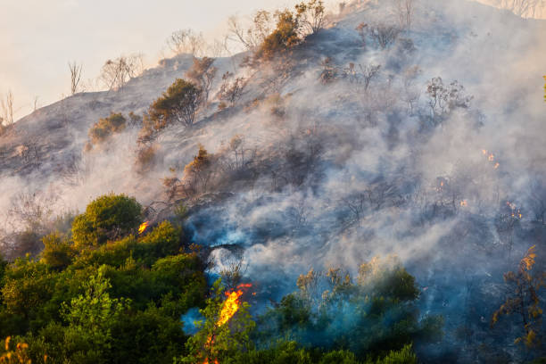 istock fire in a pine forest in Kassandra, Chalkidiki, Greece 918109696