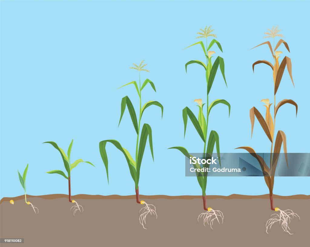 Dying plant of sweet corn from small sprout till dried plant, - Royalty-free Milho arte vetorial