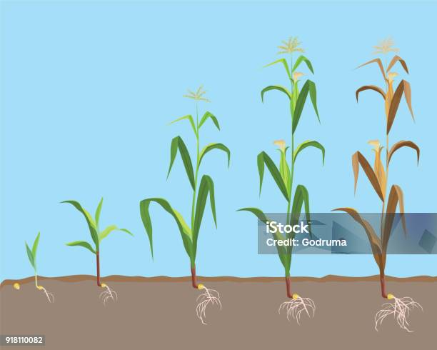 Dying Plant Of Sweet Corn From Small Sprout Till Dried Plant - Arte vetorial de stock e mais imagens de Milho