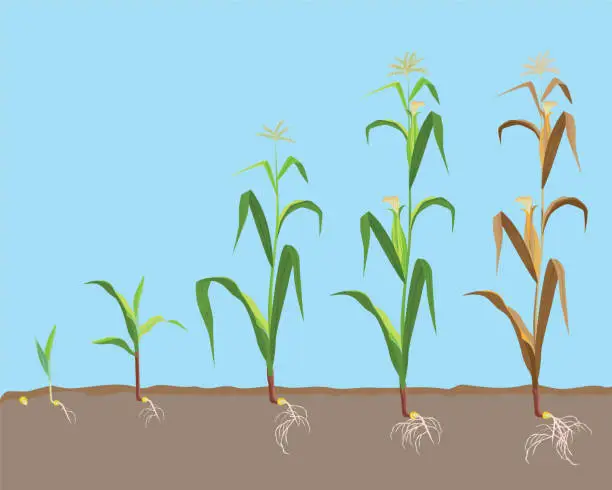 Vector illustration of Dying plant of sweet corn from small sprout till dried plant,