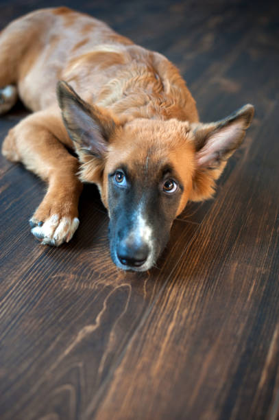 istock Redhead Mexican Hairless Dog 918110334