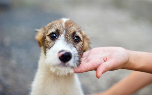istock A stray dog looks at the camera 918110360