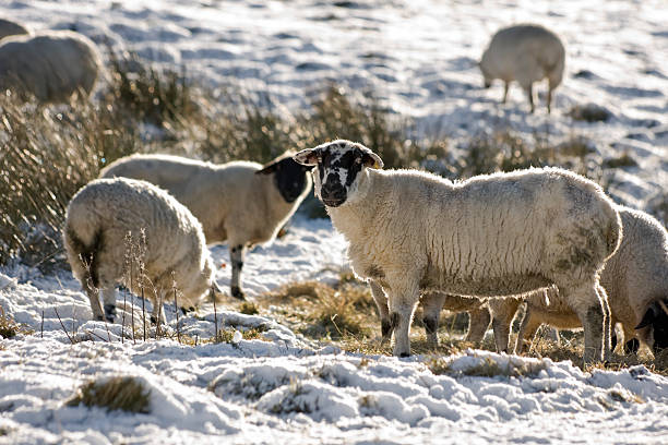 istock Flock of sheep in winter 91811070