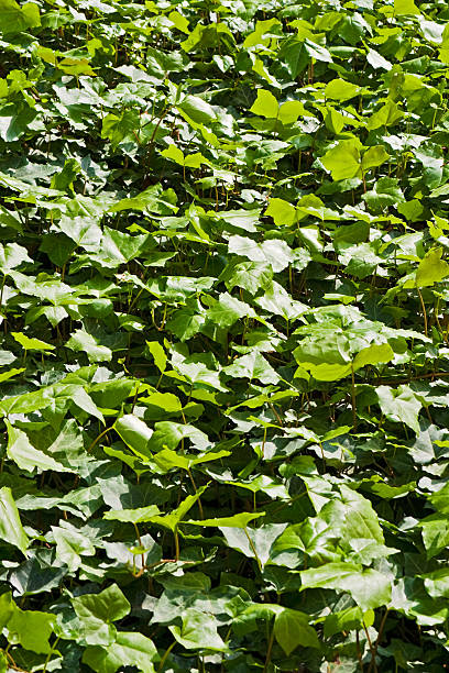 Foliage Background stock photo