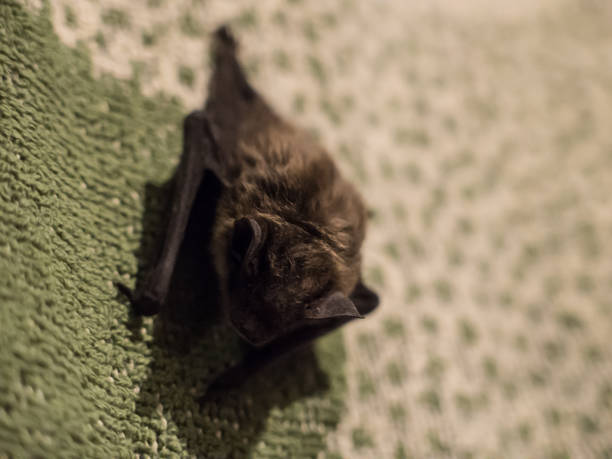 istock Small cute scary bat found on pillow in evening 918113410