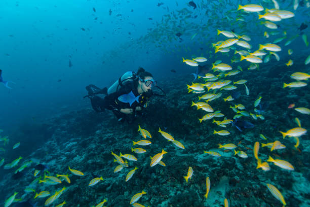 istock Young woman scuba diver exploring coral reef 918113530